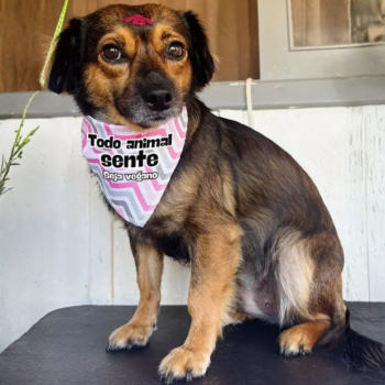 Bandana para pet "Todo animal sente"