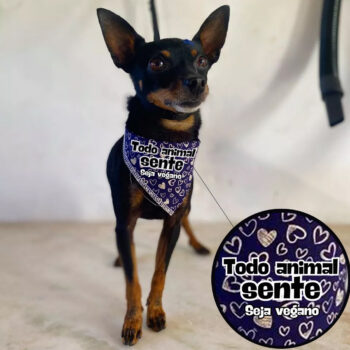 Bandana para pet "Não sou um objeto"